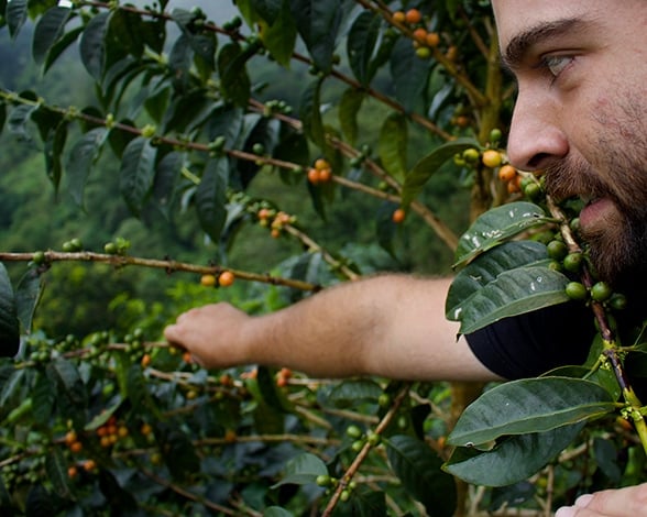 Mr. Giraldo reaching toward underripe coffee cherries on the tree.