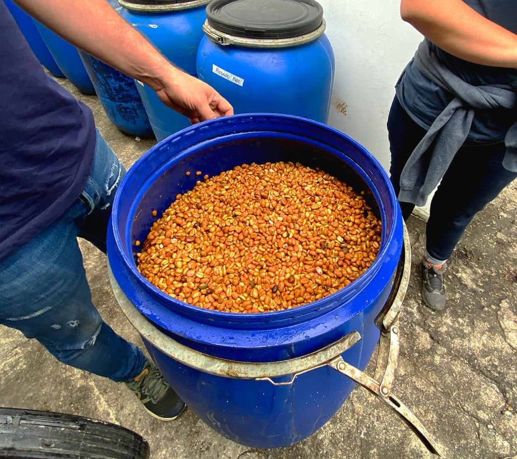 Pulped coffee in an anaerobic fermentation container. 