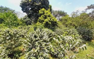 The trees at Finca La Palma.