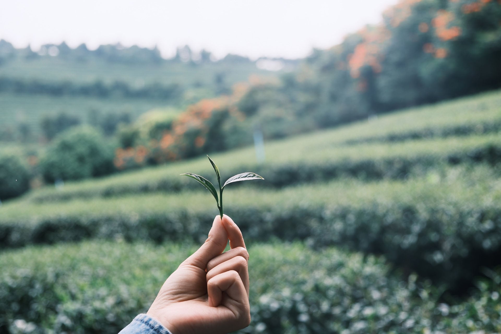 A coffee seedling pinched between two fingers, held up in front of rolling hills of mixed farmland.