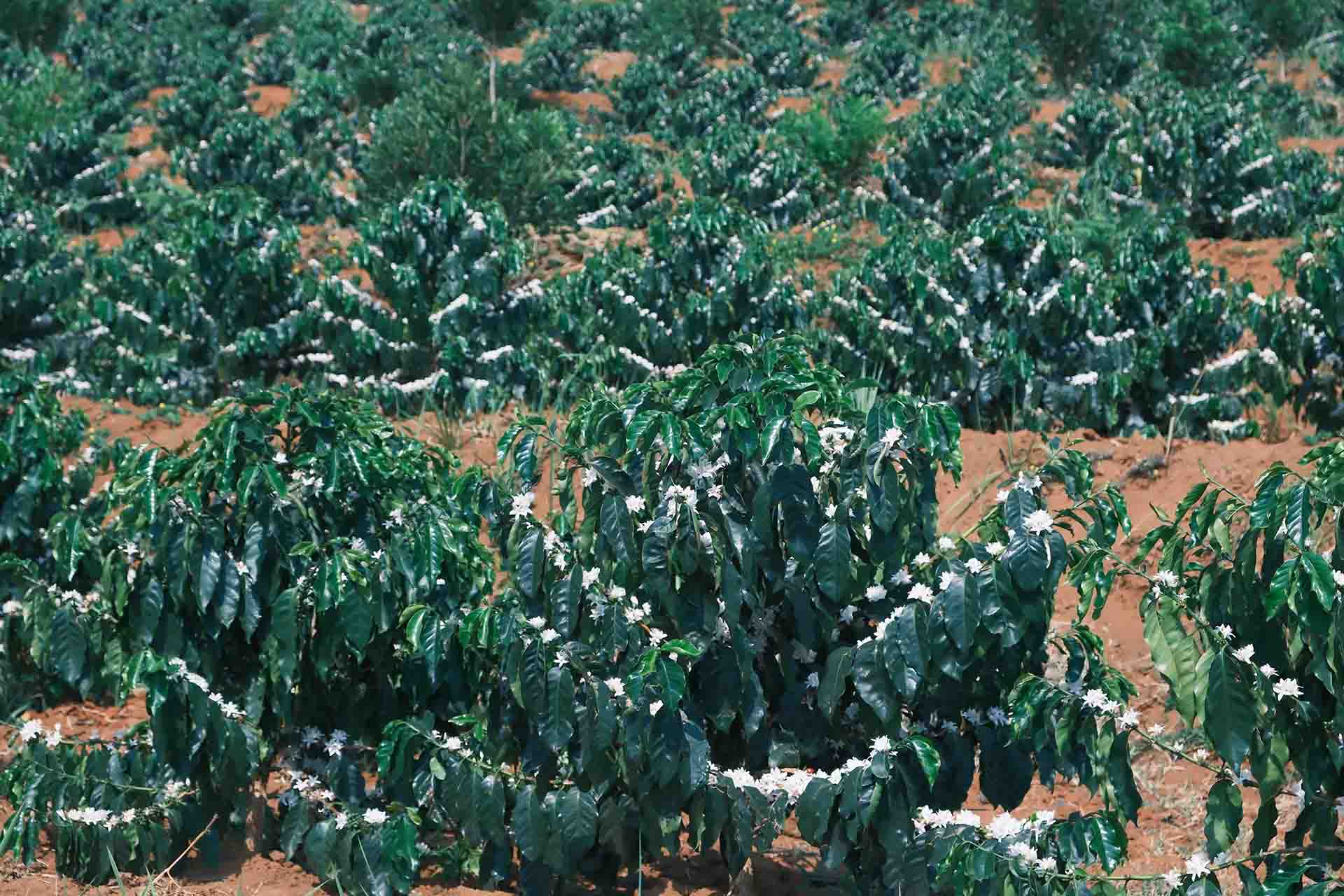 Flowering young coffee trees planted in neat rows. From Project One Light.
